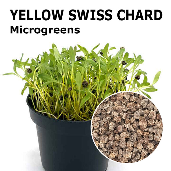 Microgreen seeds - Yellow swiss chard Mimosa