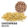 Sprouting seeds - Chickpeas Magno