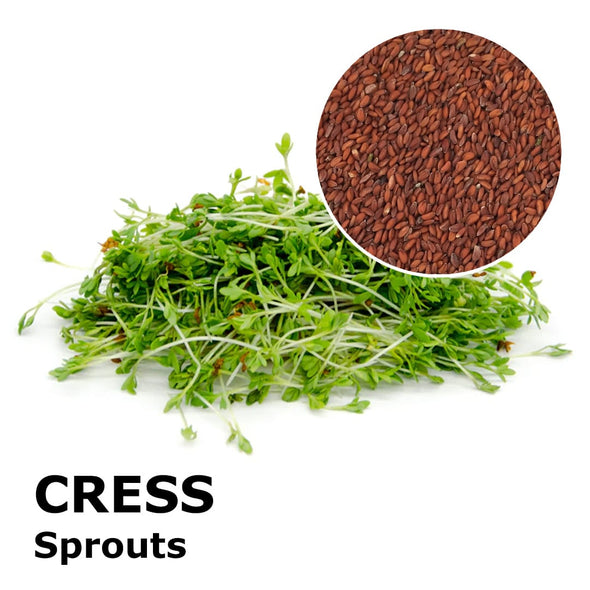 Sprouting seeds - Cress Romagna