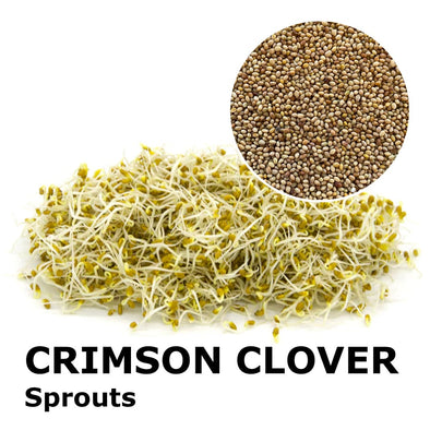 Sprouting seeds - Crimson clover Graal