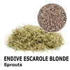 Sprouting seeds - Endive escarole Blonde Cupido
