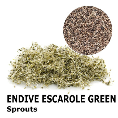 Sprouting seeds - Endive escarole green