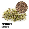 Sprouting seeds - Fennel Napo