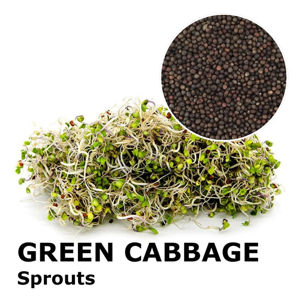 Sprouting seeds - Green cabbage Osiride