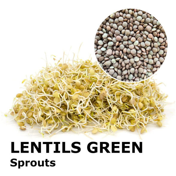 Sprouting seeds - Lentils green Velvet