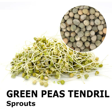 Sprouting seeds - Green peas Tendril Etna