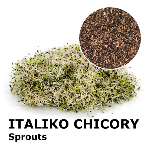 Sprouting seeds - Italiko chicory Leila