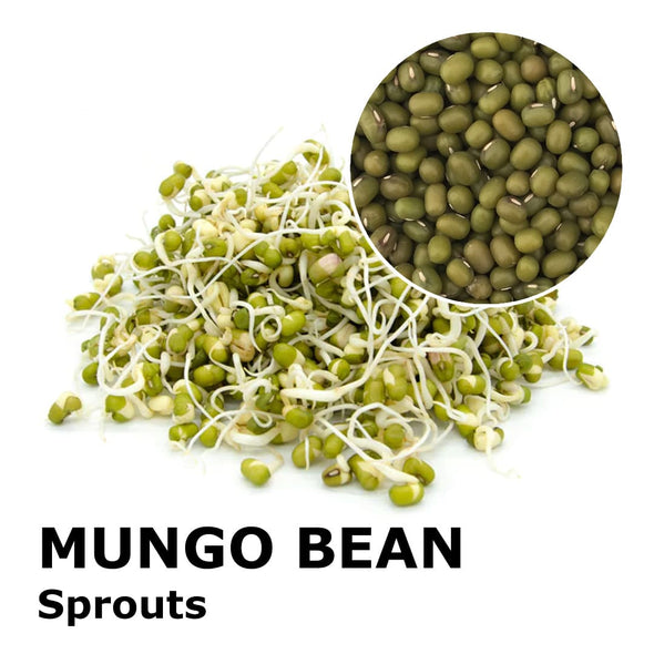 Sprouting seeds - Mungo Bean Isidoro