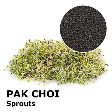 Sprouting seeds - Pak Choi Panda