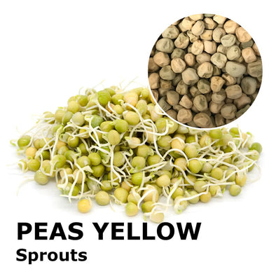 Sprouting seeds - Peas yellow Apollo