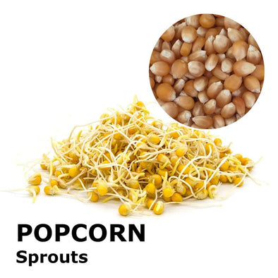 Sprouting seeds - Popcorn or corn Flash