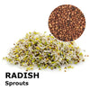 Sprouting seeds - Radish Red Rubin