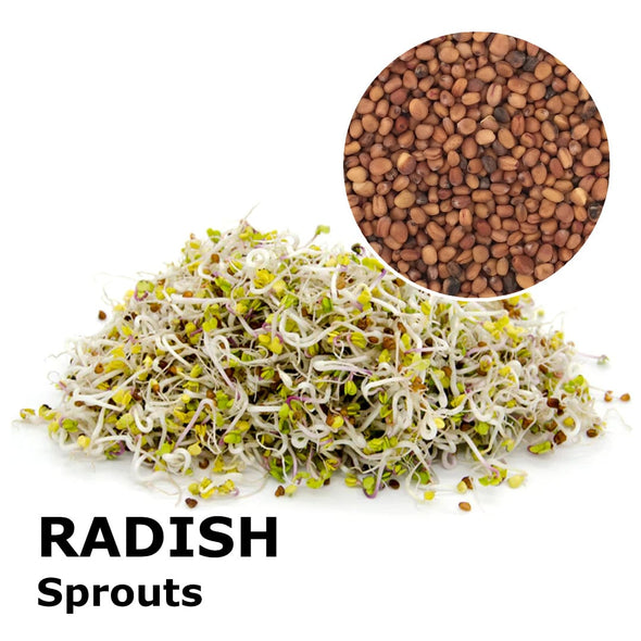 Sprouting seeds - Radish Red Rubin