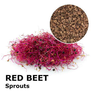 Sprouting seeds - Red beet Agata