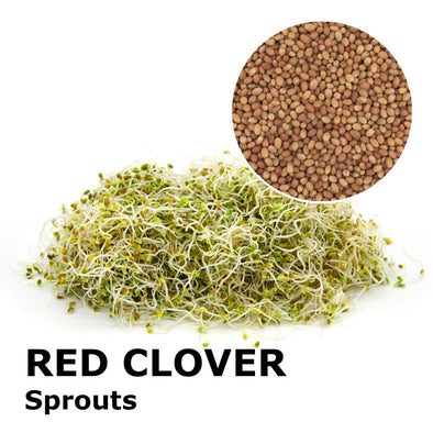 Sprouting seeds - Red clover Merlino