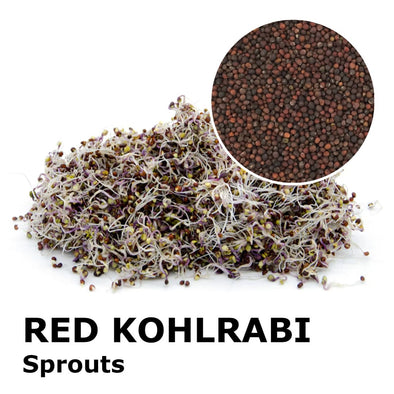 Sprouting seeds - Red kohlrabi Bacco