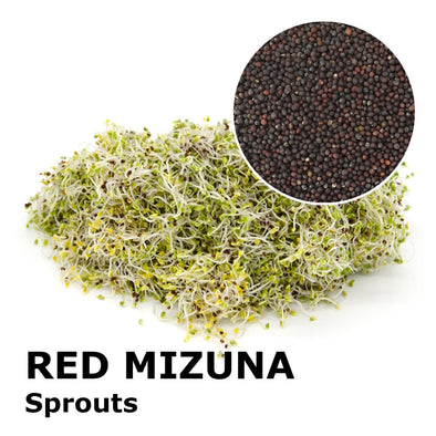 Sprouting seeds - Red mizuna Shiro
