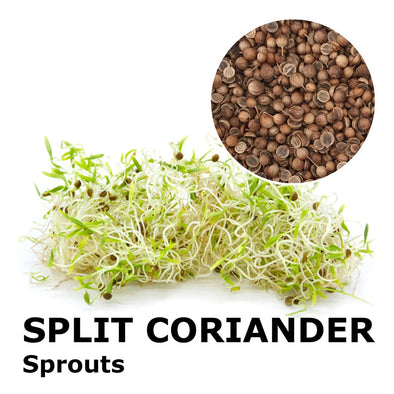 Sprouting seeds - Split Coriander Giano