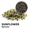 Sprouting seeds - Sunflower Ukko