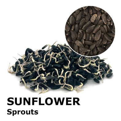 Sprouting seeds - Sunflower Buddy