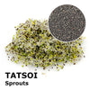 Sprouting seeds - Tatsoi Sampei