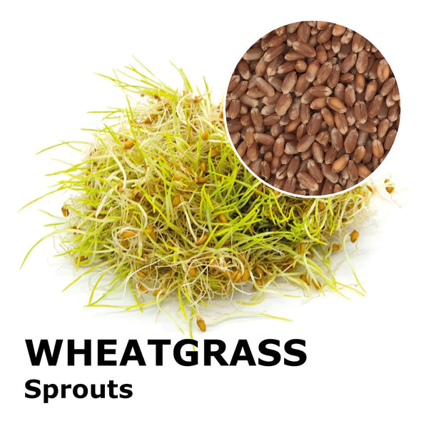 Sprouting seeds - Wheatgrass Incas