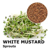 Sprouting seeds - White mustard Yeti