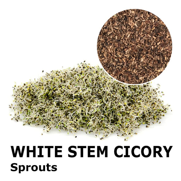 Sprouting seeds - White stem chicory Luke