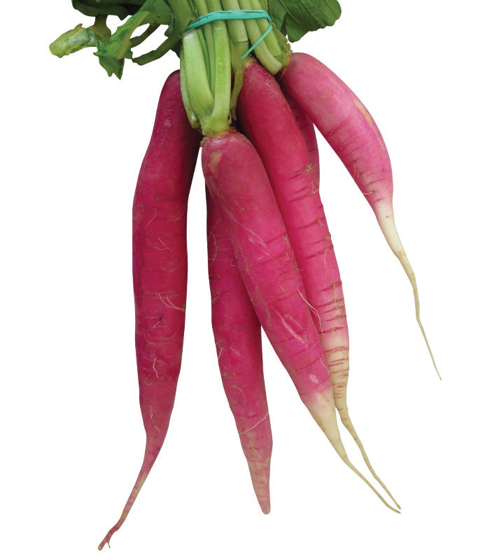 China Rose Radish