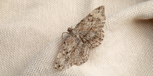 How to get rid of moths in wardrobes, carpets and pantries