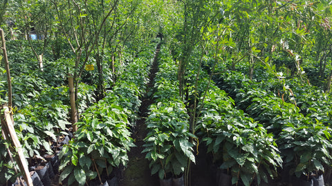 Finca San Jeronimo Miramar Nursery 