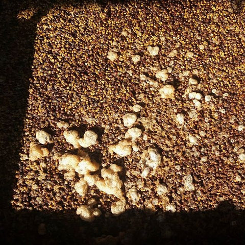 Fermenting Coffee Finca San Jeronimo Miramar