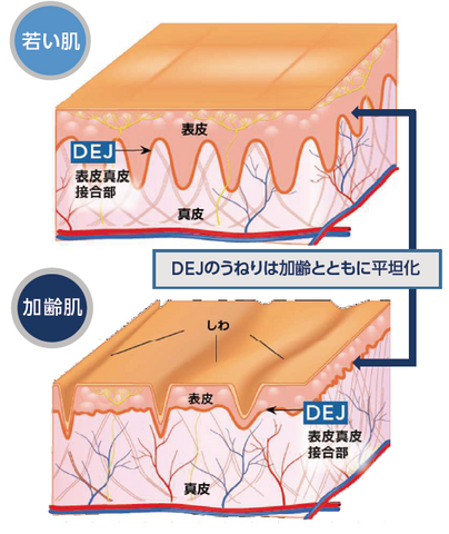 D·E·J Night face cream® | 【公式】REVISION SKINCARE® | リビジョン