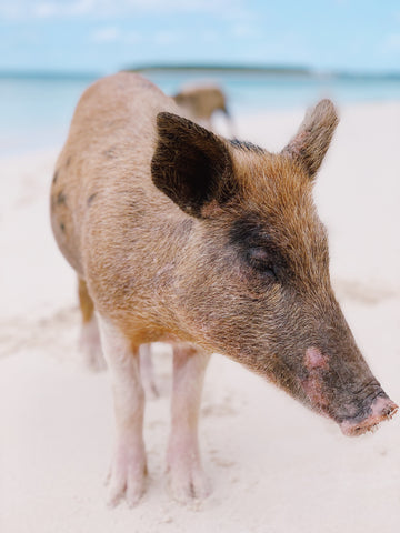 Piggy island in Abaco, Bahamas near Treasure Cay