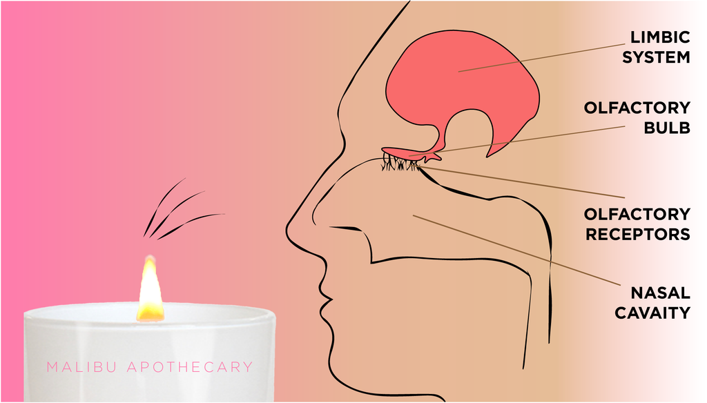 Limbic system infographic detailing the olfactory bulb, receptors, nasal cavity and scented candle detailing how our sense of smell is closely linked to memory.