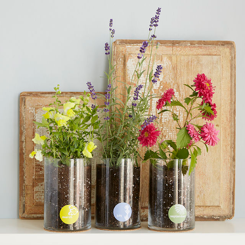 three flower plants, yellow, purple and pink, in a row in containers