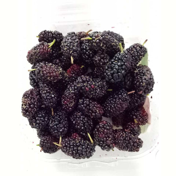 Mulberry Mulberry —