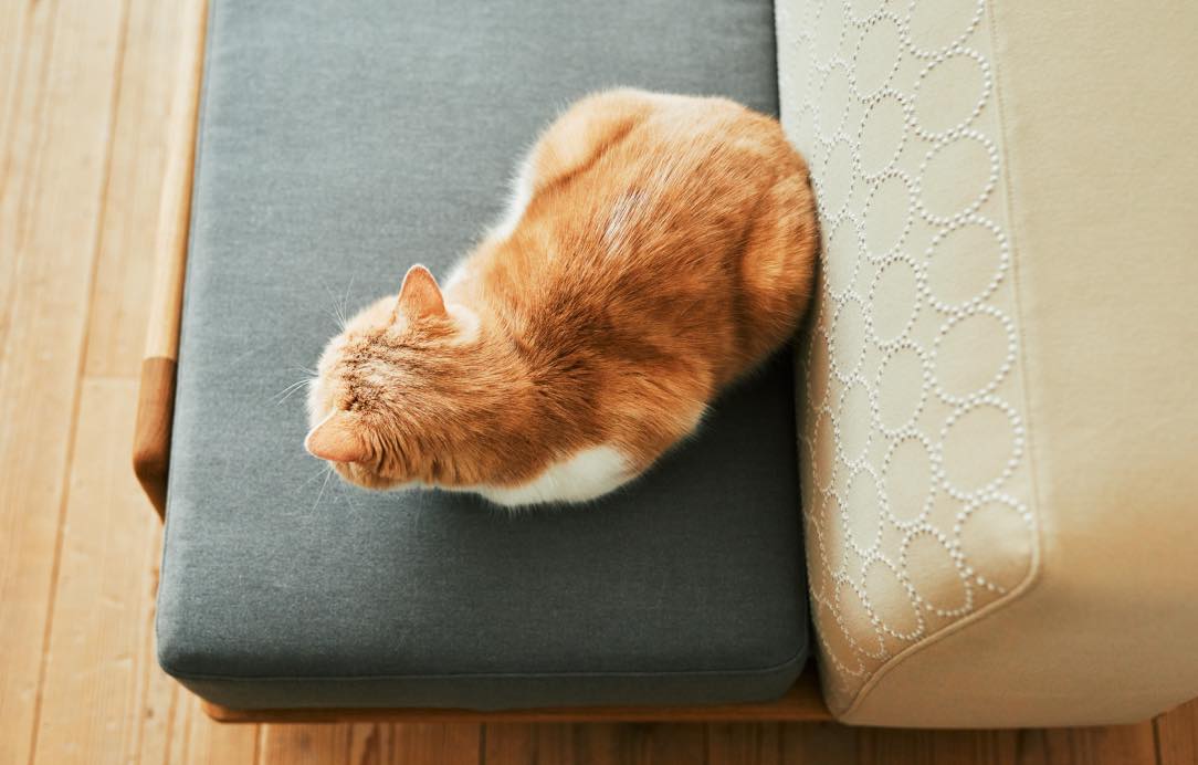 Luu Sofa cat life model【minä perhonen】 | オーク/ウォルナット無垢