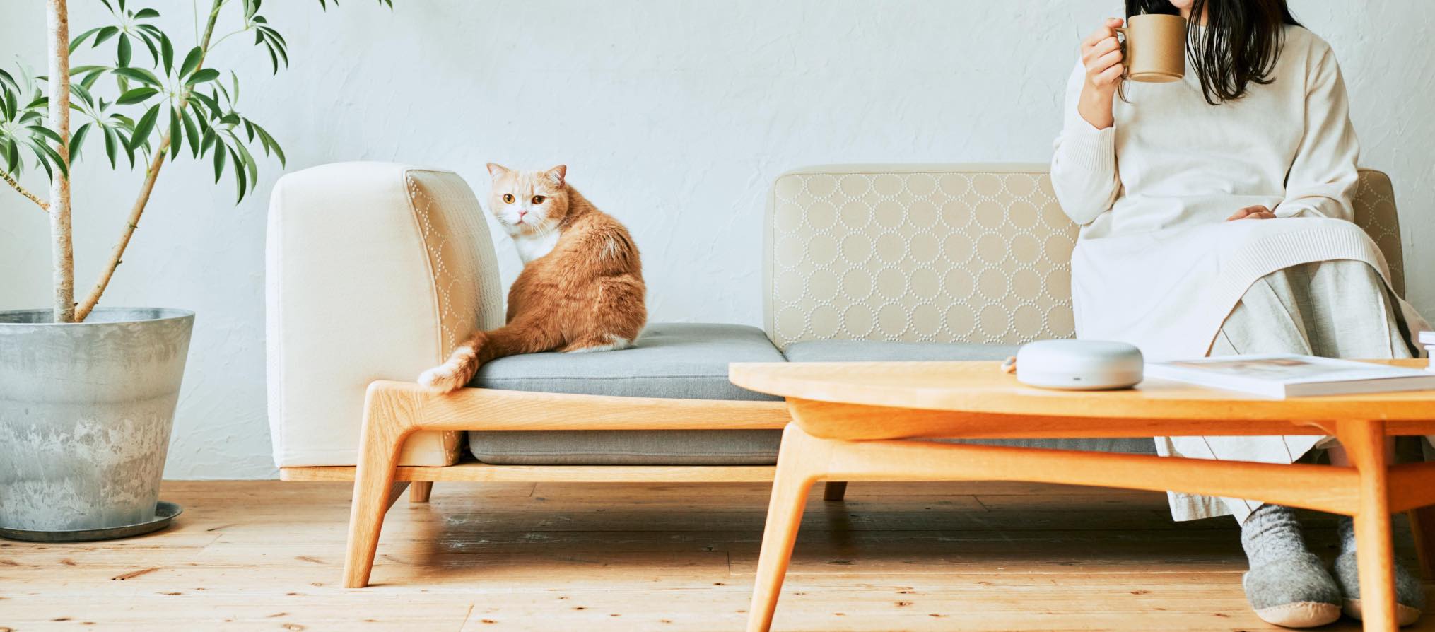 Luu Sofa cat life model【minä perhonen】 | オーク/ウォルナット無垢材_デザイン