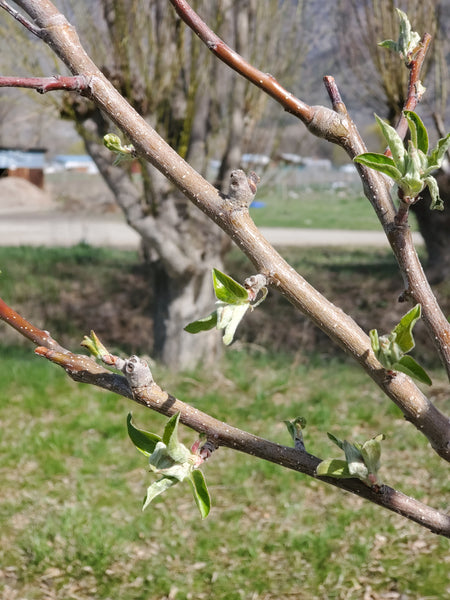 Budburst on our heritage apple trees