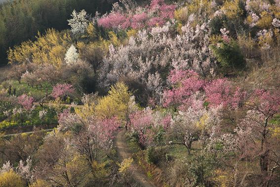 Flores de cerezo en Tohoku