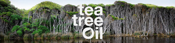 tea tree oil