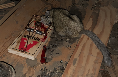 pack rat or woodrat shown caught in trap using bait cage in basement