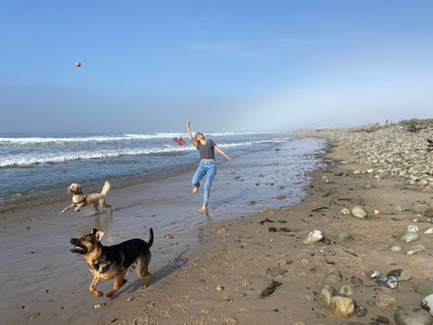 Ventura dogs love their beach time