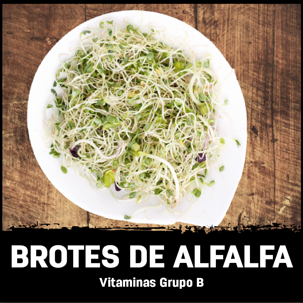 Brotes de Alfalfa Agrosano | Fresca, Rica y Sana