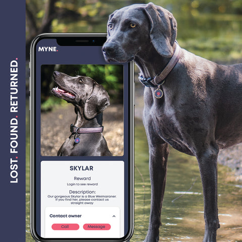 Digital pet tag on dog application lost smart tag