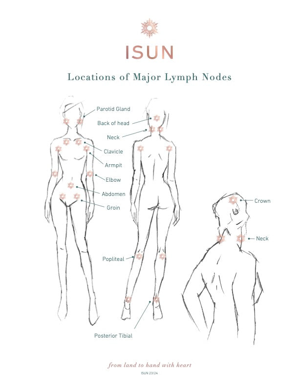 ISUN Major Lymph Nodes