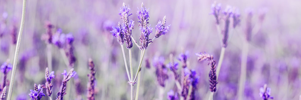 lavanda