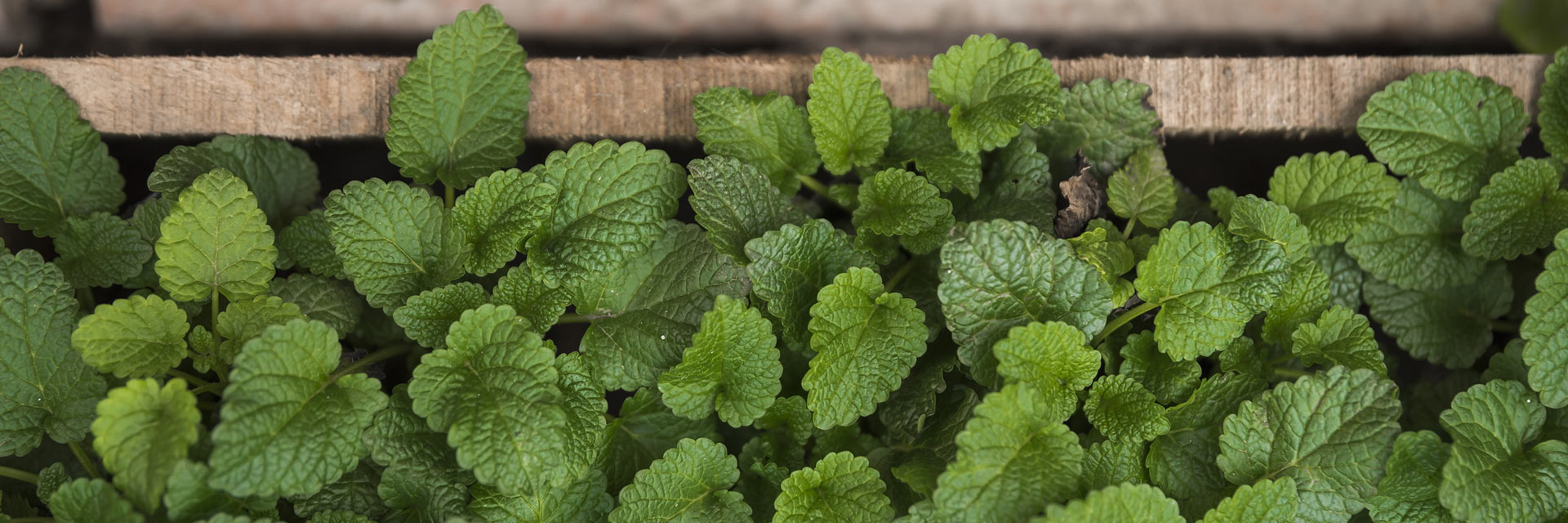 Menta Piperita