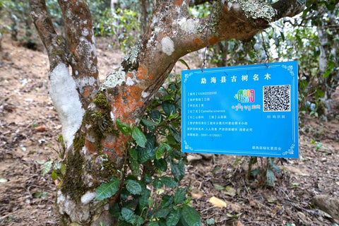 Famous tea tree from Naka village